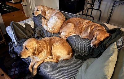 Det gäller att vara snabb om man vill få en plats i soffan. Bonnibelle, Ebba och Lily. ❤️